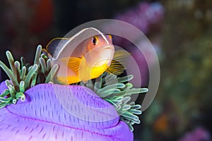 Pink Skunk Clownfish Amphiprion perideraion