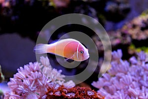 Pink Skunk Clownfish - Amphiprion perideraion