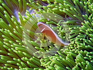 A Pink Skunk Clownfish Amphiprion perideraion