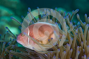 Pink Skunk Clownfish Amphiprion perideraion