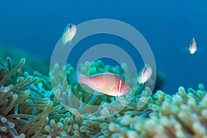 Pink Skunk Clownfish Amphiprion perideraion