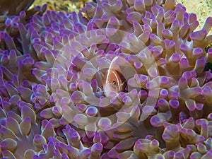 Pink Skunk Clownfish Amphiprion perideraion
