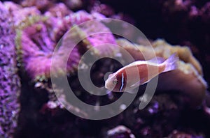 Pink skunk clownfish called Amphiprion perideraion