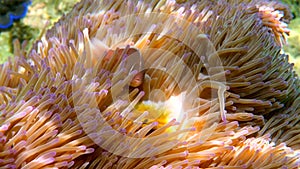 Pink skunk clownfish among pink anemone patch in sea tropical water