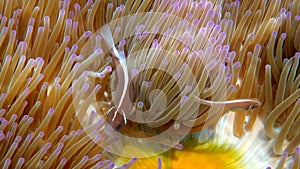 Pink skunk clownfish among pink anemone patch in sea tropical water