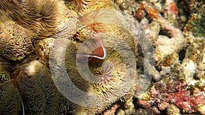 Pink skunk clownfish among pink anemone patch in sea tropical water