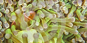 Pink Skunk Clownfish, South Ari Atoll, Maldives