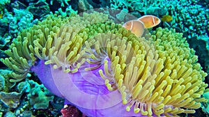 Pink Skunk Clownfish, South Ari Atoll, Maldives