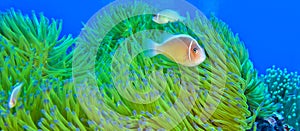 Pink Skunk Clownfish, South Ari Atoll, Maldives