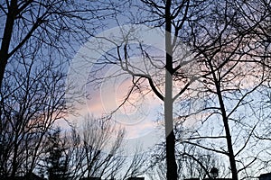 Pink and sky-blue sky at sunset behind bare trees