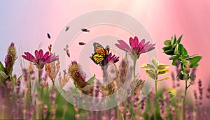 Pink sky sunset red green lilac  wildflowers verbs and green leaves on meadow field butterfly on sunset sun light beam summer spri