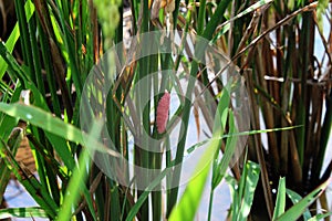 pink slug eggs between green rice stalks in paddy fields