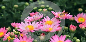 Pink small chrysanthemum