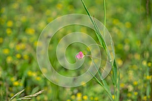 Pink small flower in the wild nature on the green meadow.