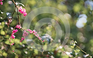 Pink small flowers in green nature garden with green bokeh for wallpaper or background. Flowers of Antigonon leptopus, commonly