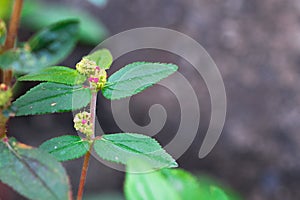 Pink small flowers isolate on blackground