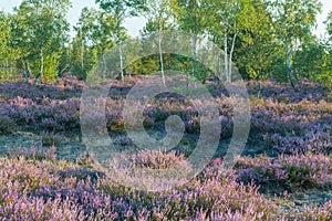 Pink heather flowers blooming in the mid-forest plain. photo