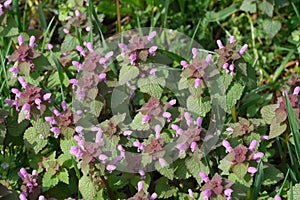 Pink small spring flowers bloom