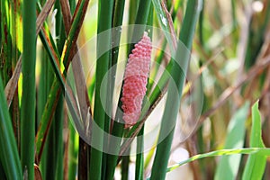 pink snail eggs attached to green-growing rice stalks