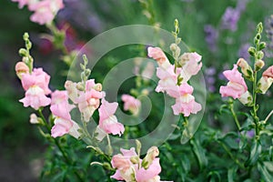 Pink Snapdragon flowers in the garden