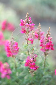 Pink snapdragon flowers grow in the summer garden, natural background