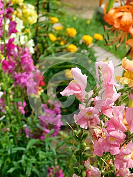 Pink snapdragon and many multicoloured flowers in the background