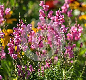 Pink Snapdragons flowers blooming in a Summer garden