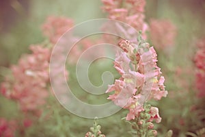 Pink snapdragons