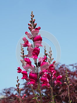Pink Snapdragons