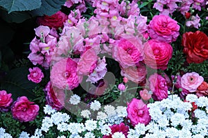 Pink Snapdragons, Pink and Red Ranunculus and White Candytuft Flowers Blooming in a Garden
