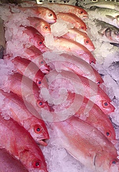 Pink Snapper Fish on Ice