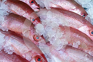 Pink Snappers