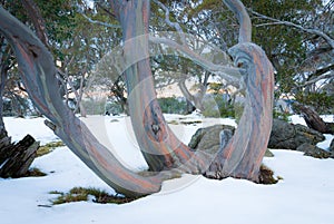 Pink Snow Gums