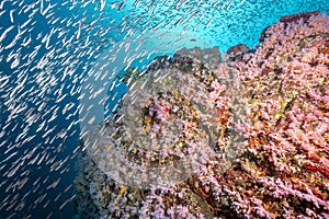 Pink soft coral reef and school of fish at Bon Island, Thailand