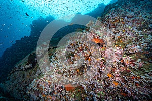 Pink soft coral reef and school of fish at Bon Island, Thailand