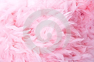 Pink soft feathers background