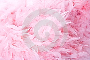 Pink soft feathers background photo