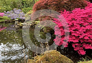 Pink, soft purple and red in a Japanese garden