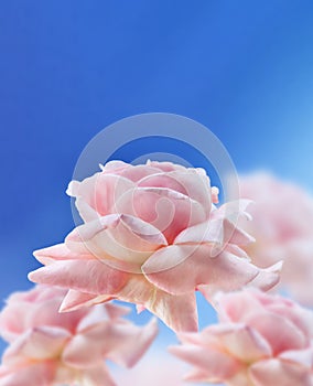 Pink soft roses on blue color background. Concept of Valentine`s day, mother`s day, women`s day and birthday. Pink roses in sof