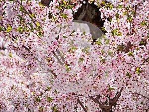 Pink Somei Yoshino Sakura flowers on branches, Himeji, Japan photo