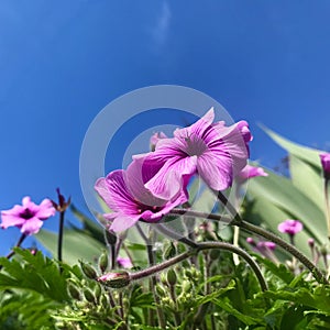 Pink-sorrel under blue sky background. Square photo image.