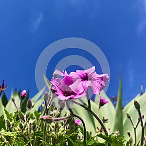 Pink-sorrel under blue sky. Square photo image.