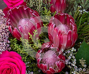 Pink South African proteas and roses