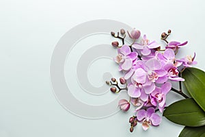 Pink spa orchid theme objects on pastel background