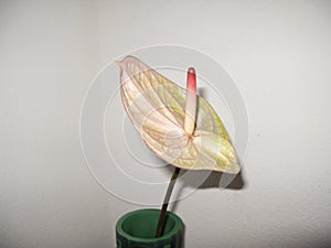 pink spadix of Anthurium