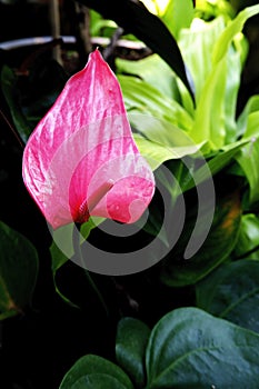 Pink spadix is blooming in garden