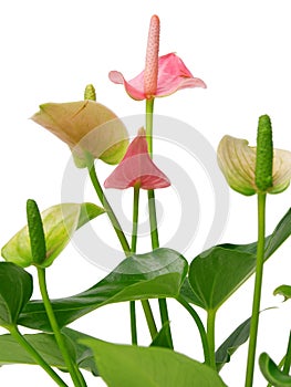 Pink spadix flower