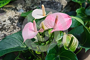 pink spadix flower