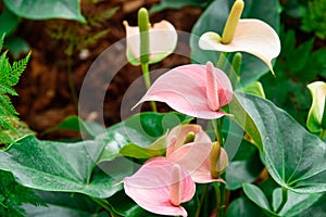 Pink spadix flower, Flamingo lily, Pink anthurium andreanum flow