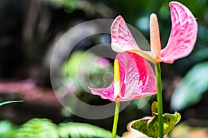 Pink spadix flower in rainforest close up Flamingo lily Pink anthurium andreanum flower